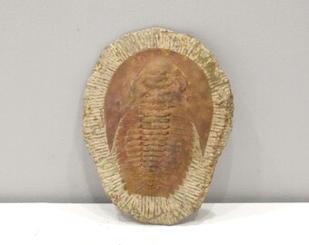 Faux Trilobite Mold Ceramic Cast