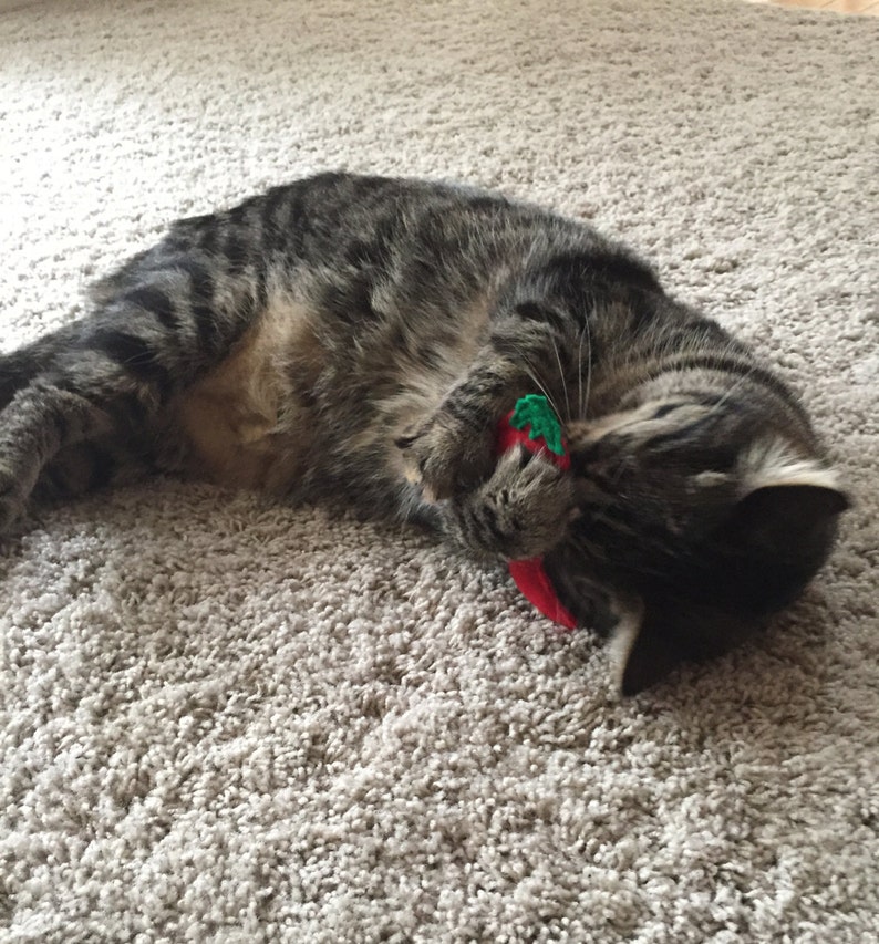 34 Can Cats Eat Chilli Peppers PNG