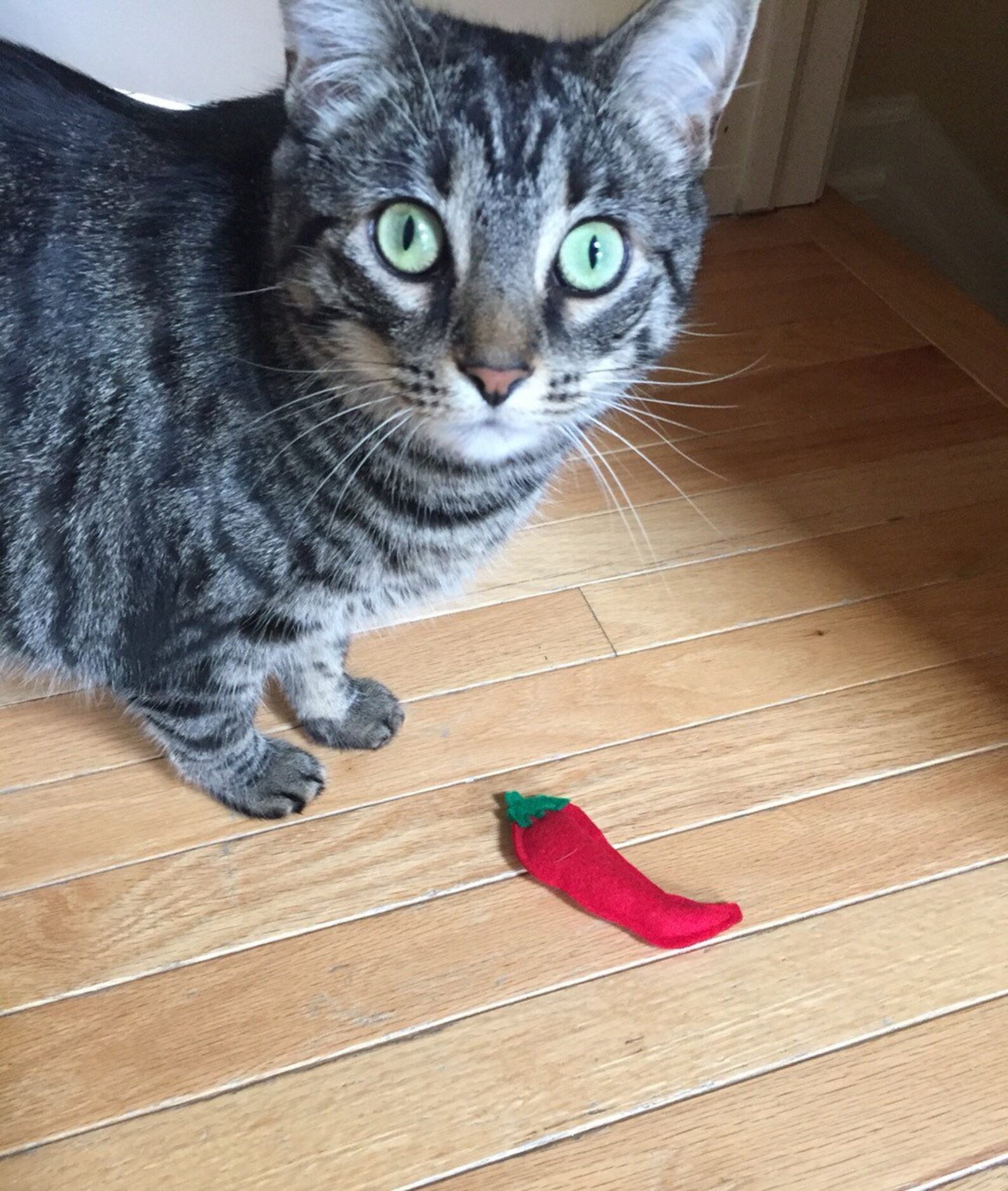 Hot Pepper Catnip Cat Toy Chili Pepper Organic Catnip Pet Etsy