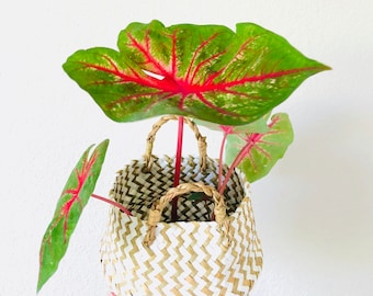 1:12 Dollhouse Miniature Potted House Plant White Queen Caladium
