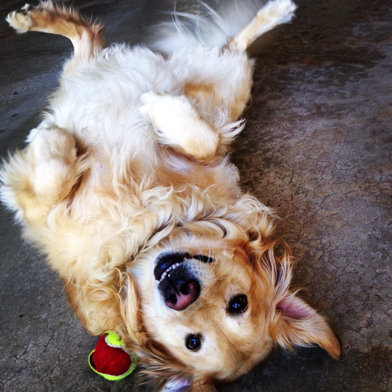 Golden Retriever Awaiting a Belly Rub 10x10 Etsy