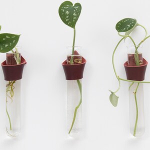 以下が含まれることがあります： 植物が入った3つの透明なガラス試験管。それぞれがバーガンディ色のホルダーで保持されています。植物には白い斑点のある緑色の葉があります。試験管は白い壁に取り付けられています。