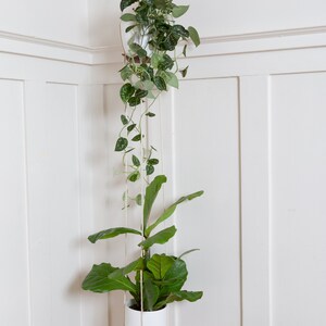 A Double Leather Plant Hammock suspended in a corner of a room.