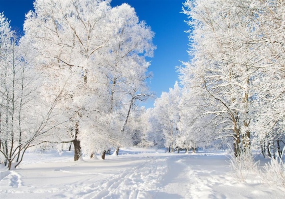 Winter Tree Wall Stickers