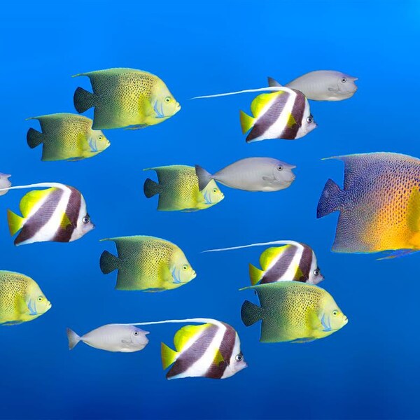 Fish Nursery Decor Etsy