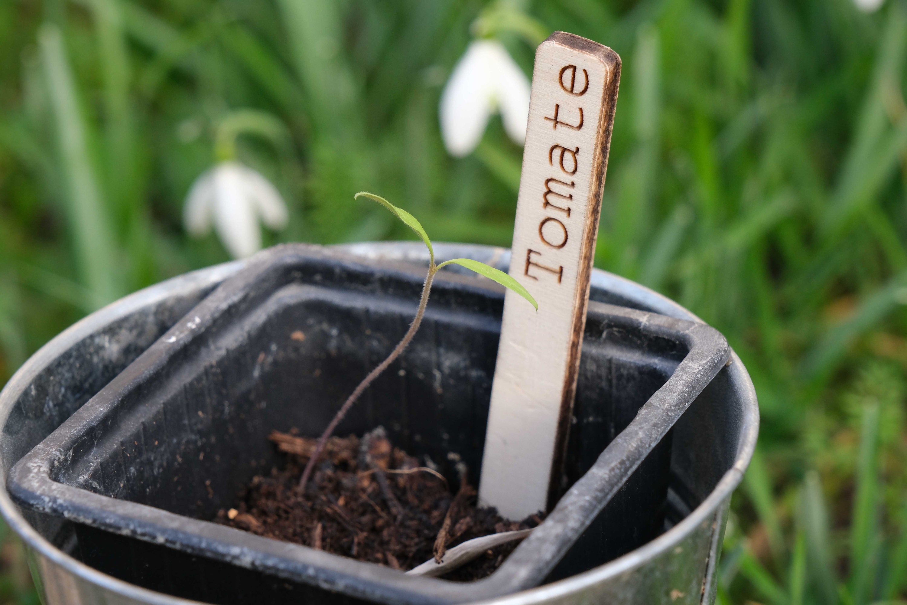 Marqueur Pour Semis Le Jardin, Repérer Les Plantations de Fruits, Légumes, Fleurs... Au Choix ou Per