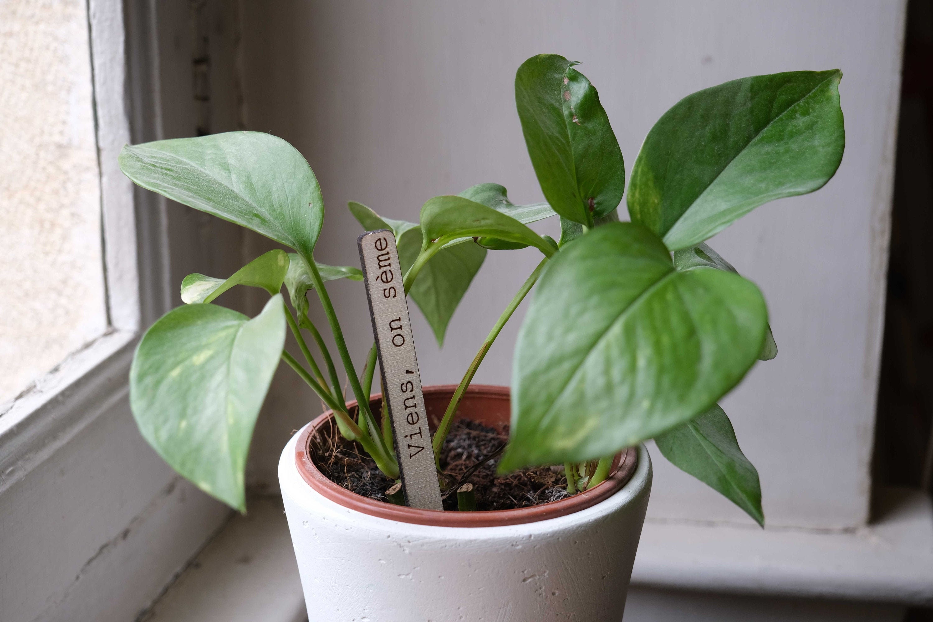 Mots Doux à Planter - Décorations Poétiques Pour Plantes Vertes en Bois et Fabriqué en France Messag