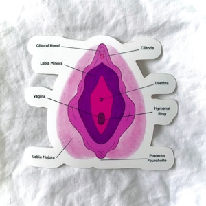 5 MINUTE VULVA ANATOMY VIDEO visual data 6