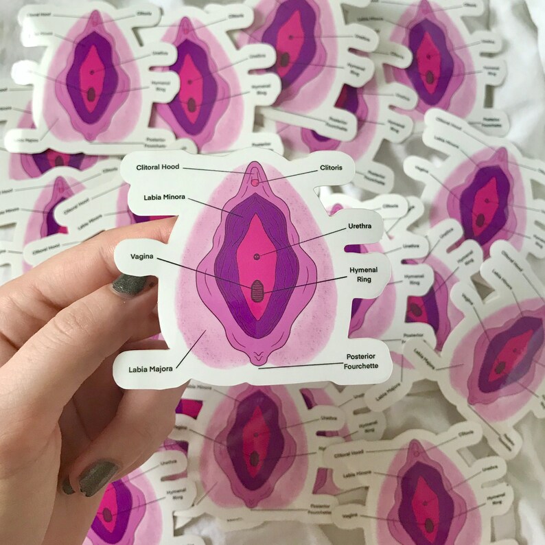 Vulva Anatomy Sticker Etsy