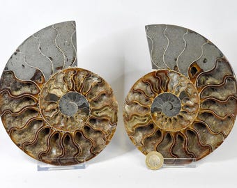 Ammonite pair of XL Cleoniceras from Madagascar