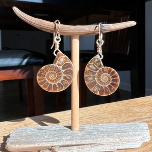 Ammonite Fossil Earrings, Gemstone Earrings, Genuine Fossils image 1