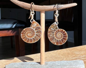 Ammonite Fossil Earrings, Gemstone Earrings, Genuine Fossils