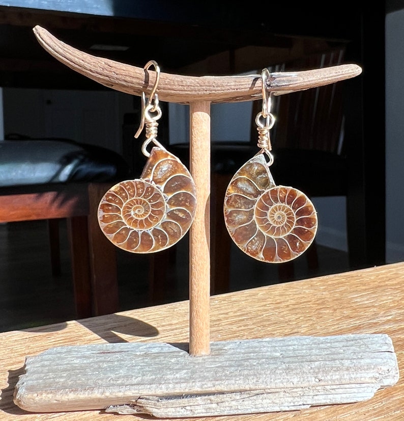 Ammonite Fossil Earrings, Gemstone Earrings, Genuine Fossils image 1