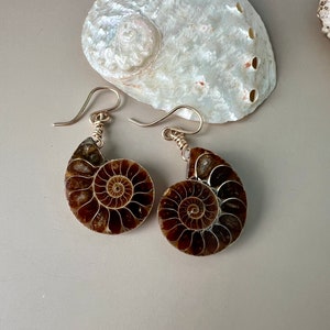 Ammonite Fossil Earrings, Gemstone Earrings, Genuine Fossils image 4
