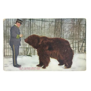 Antique Vintage Postcard New York Zoo NY Zoological Park Alaska Brown Bear