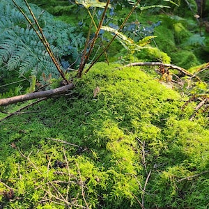 Live Pacific Northwest Moss