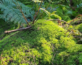 Live Pacific Northwest Moss