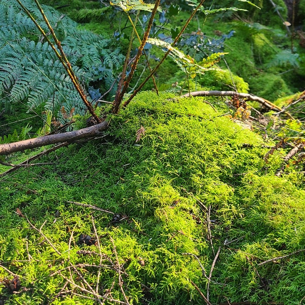 Live Pacific Northwest Moss