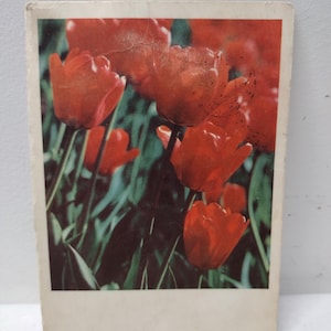 Cartão postal vintage de flores russas soviéticas, cartão postal usado pela União Soviética, flores florais, tulipas vermelhas brilhantes em flor, artesanato de origami, suprimentos 1968
