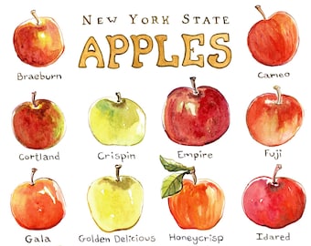 New York State Apples Watercolor Signed Archival Print // 9 x 12 Size // 11 x 14 Matted Size // Food Illustration