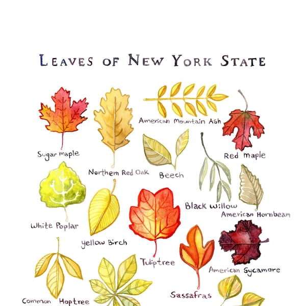 Leaves of New York State Watercolor Signed Archival Print // 9 x 12 Size // 11 x 14 Matted Size // Nature Art