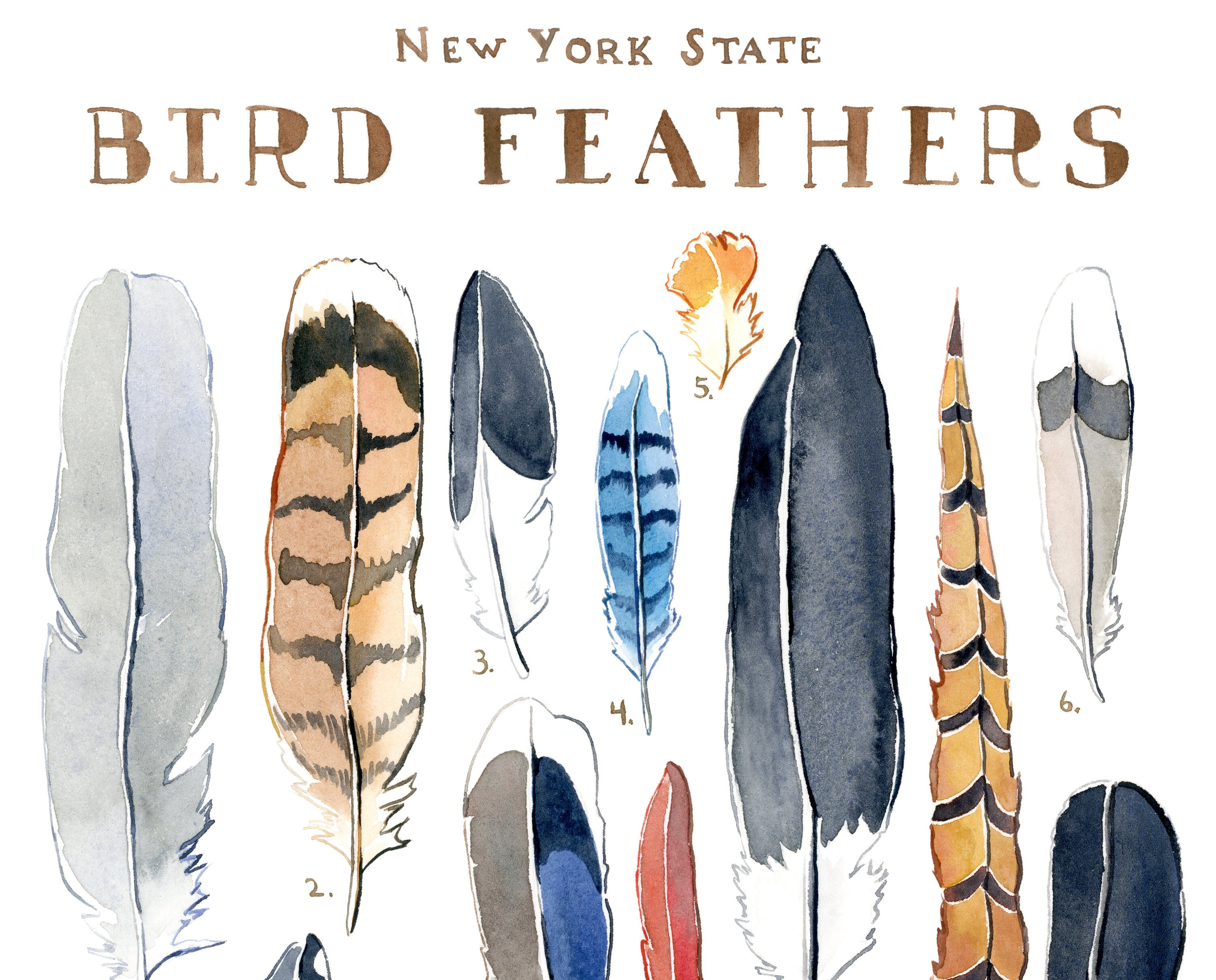 New York State Bird Feathers Watercolor Signed Archival