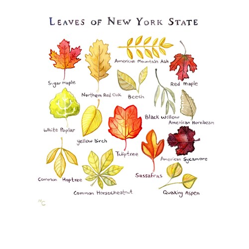 New York State Symbols Illustration Print - Etsy