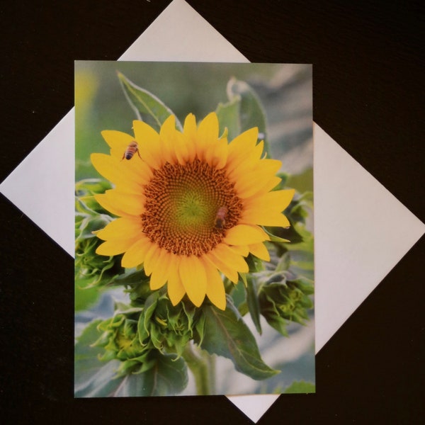 4x5 postcard with envelope  sunflower card gardener gift photography sunflower note card birthday card all occasion note card yellow flower
