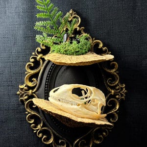 May include: A decorative black and gold framed display featuring a reptile skull on a shelf. The shelf also holds green moss and a fern. The frame has ornate detailing and is set against a dark background.