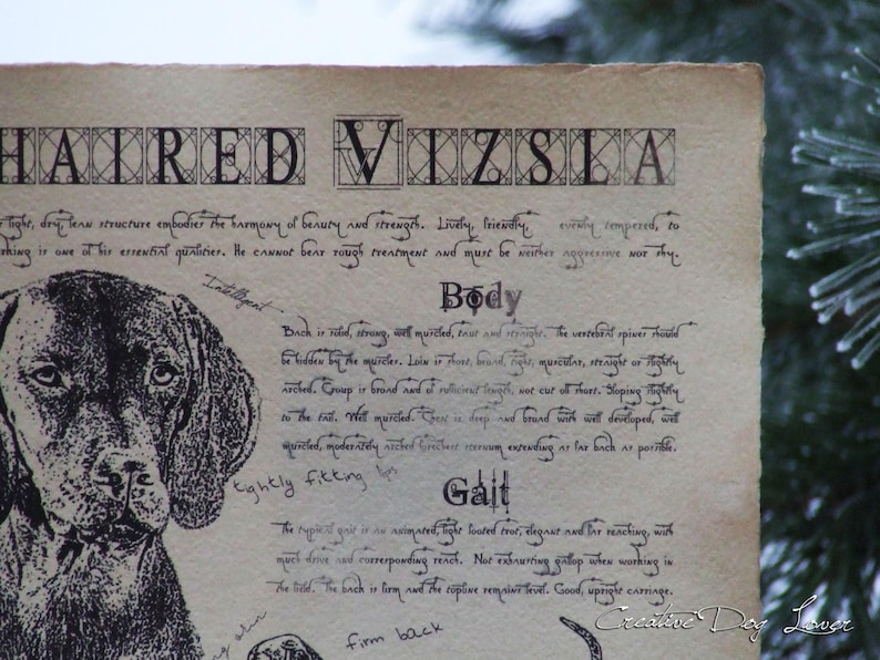 Antique styled dog standard Hungarian Short-haired Vizsla