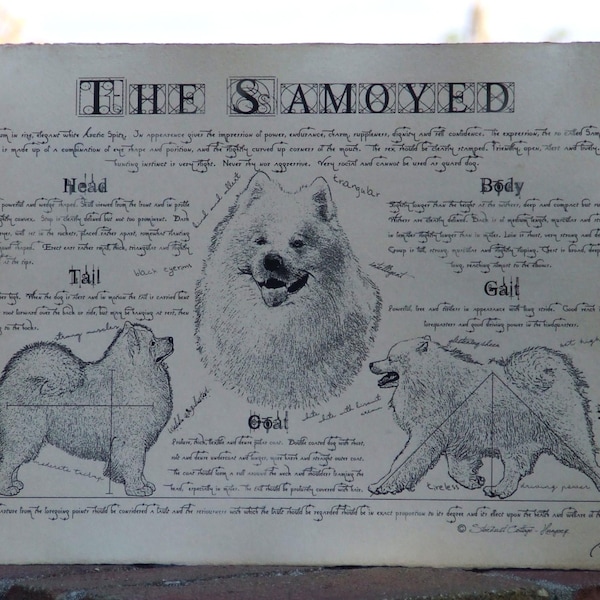 Antique styled dog standard - Samoyed