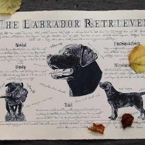 Antique styled dog breed poster - Labrador Retriever