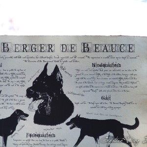 Berger de Beauce dog breed poster Berger de Beauce body conformation Berger de Beauce portre Berger de Beauce dog breed chart image 7