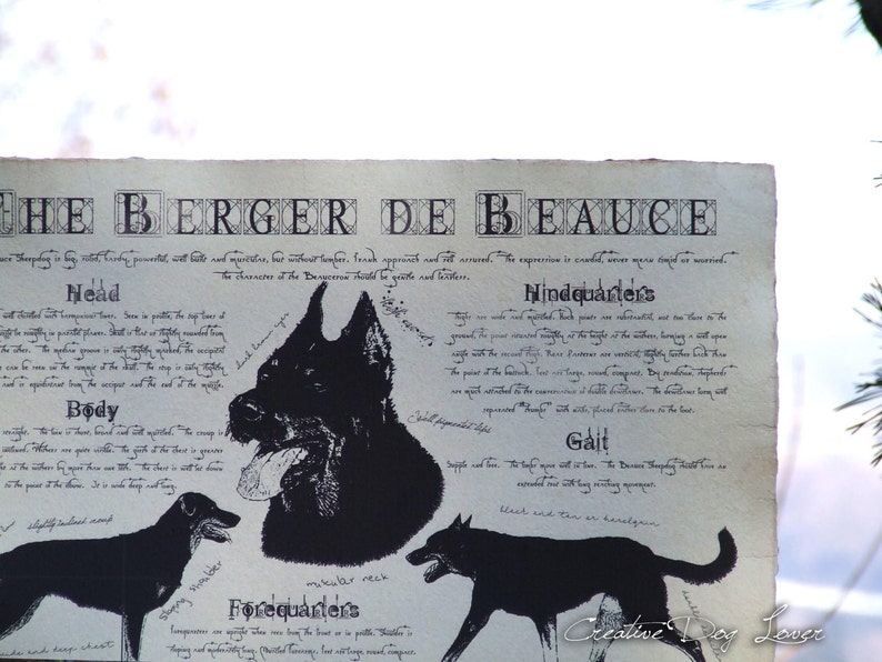 Berger de Beauce dog breed poster Berger de Beauce body conformation Berger de Beauce portre Berger de Beauce dog breed chart image 7