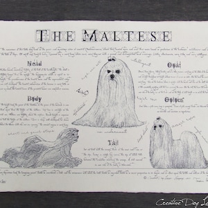Antique styled dog standard - Vintage Maltese poster - Maltese dog drawing - Maltese gift