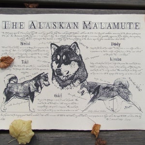 Antique styled dog standard Alaskan Malamute image 1
