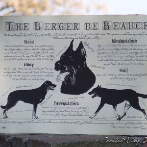 Berger de Beauce dog breed poster Berger de Beauce body conformation Berger de Beauce portre Berger de Beauce dog breed chart image 4