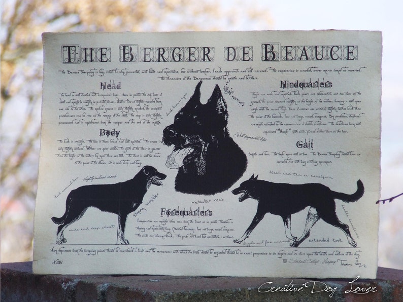 Berger de Beauce dog breed poster Berger de Beauce body conformation Berger de Beauce portre Berger de Beauce dog breed chart image 4