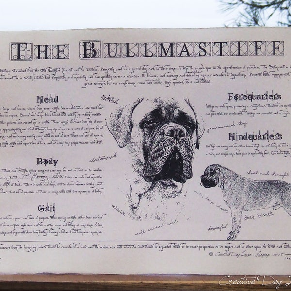 Affiche ancienne de race de chien - Bullmastiff