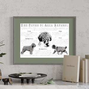 Perro de Aqua breed poster - Perro de Aqua print - Antique styled dog breed chart - Spanish Water dog portre - Perro de Aqua gift