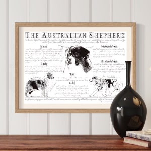 Australian Shepherd breed poster - Body conformation - Vintage Australian shepherd portre - Shepherd print