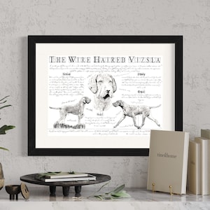 Peut inclure: Une illustration en noir et blanc d'un chien de race Vizsla à poil dur. L'illustration montre la tête, le corps, l'allure du chien et une description des caractéristiques de la race. Le titre "The Wirehaired Vizsla" est en haut de l'illustration.