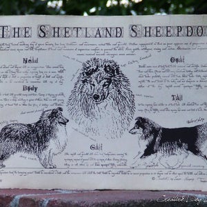 Antique styled dog standard - Shetland sheepdog