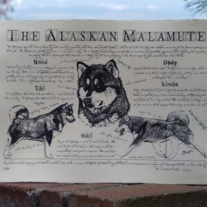 Antique styled dog standard Alaskan Malamute image 3