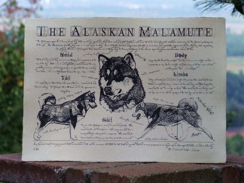 Antique styled dog standard Alaskan Malamute image 3