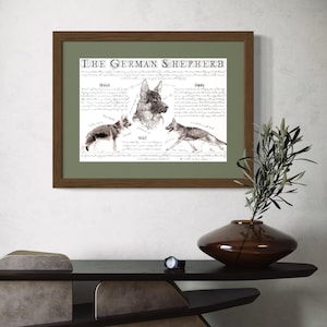 German Shepherd poster - Antique styled dog standard - German Shepherd gift - German Shepherd drawing - German Shepherd body conformation