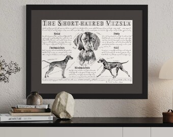 Póster vintage de Vizsla húngaro: ilustración de raza canina de estilo antiguo y conformación corporal