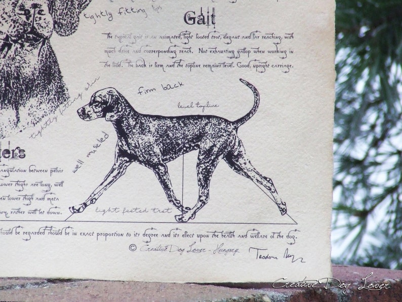Antique styled dog standard Hungarian Short-haired Vizsla