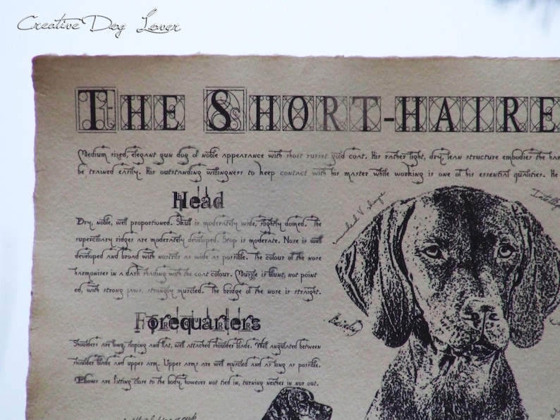 Antique styled dog standard Hungarian Short-haired Vizsla