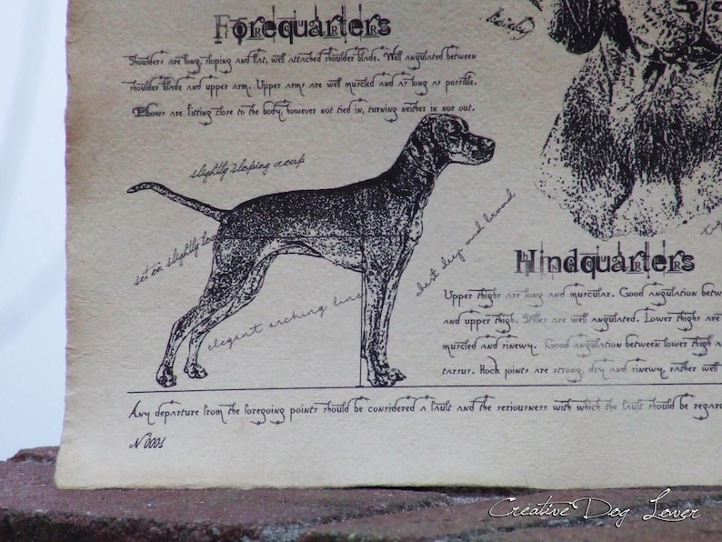 Antique styled dog standard Hungarian Short-haired Vizsla
